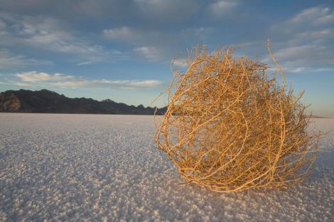 tumbleweed